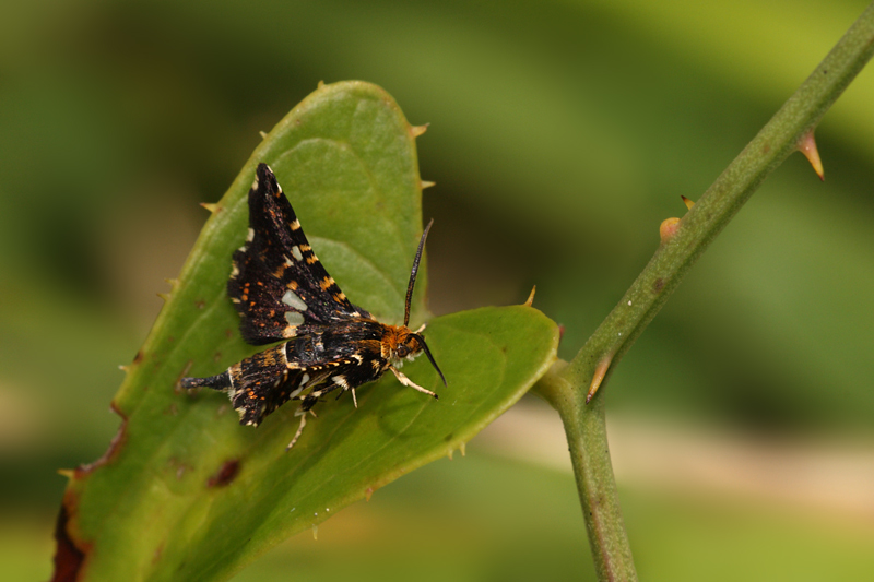 Thyrididae: Thyris fenestrella